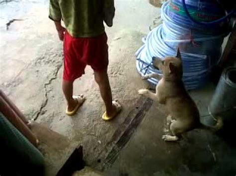 Vidiyo Bokeb Ngentot Dogs Vs Manusiya .